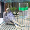 15ffa68b9e4287e7 2 Pcs Automatic Bird Water Dispenser, Parrot Bird Water Feeder, Bottles Bird Drinker Seed Food Container, Parakeet Cage Accessories for Parakeet Budgies Cockatiel Lovebird Small Birds Canary Finch