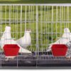 1e681bbccbb13d54 20 Pack Cage Cups Birds Feeders Seed Bowl Chicken Feeding Watering Dish Rabbit Water Food Hanging Wire Cages Box 16oz Coop Cups for Pet Parrot Parakeet Gamefowl Poultry Pigeon (Large Red)