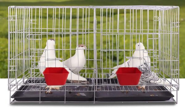 1e681bbccbb13d54 20 Pack Cage Cups Birds Feeders Seed Bowl Chicken Feeding Watering Dish Rabbit Water Food Hanging Wire Cages Box 16oz Coop Cups for Pet Parrot Parakeet Gamefowl Poultry Pigeon (Large Red)