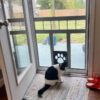 251fd6d6db9f7022 Pet Door New Safe Lockable Magnetic Screen Outdoor Dogs Cats Window Gate House Enter Freely Fashion Pretty Garden Easy Install