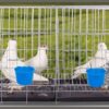 26311ce3b722622c 20 Pack Cage Cups Birds Feeders Seed Bowl Chicken Feeding Watering Dish Rabbit Water Food Hanging Wire Cages Box 16oz Coop Cups for Pet Parrot Parakeet Gamefowl Poultry Pigeon (Large Red)
