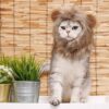 Namsan Holiday Pet Costume Cat Birthday Hat Small Dog Birthday Cake Hat Dog Birthday Party Supplies, Small