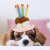 Namsan Holiday Pet Costume Cat Birthday Hat Small Dog Birthday Cake Hat Dog Birthday Party Supplies, Small
