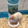 390fd41254908e82 Pet Feeder Automatic,Bird Hamster Small Animal Feeder, Automatic Feeding Device Dispenser for Hamster Bird Pigeon Parrots Mini Hedgehog with Holder (5.90x2.83x6.10in)