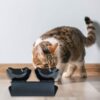 3d1022c279dabc58 Cat Food Bowls Elevated Cat Bowls Tilted 15° Plastic Cat Dishes Double Raised Cat Bowl with Non-Slip Rubber Base Stand for Cats (Black)