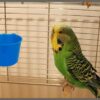 4b0d95612615ea03 20 Pack Cage Cups Birds Feeders Seed Bowl Chicken Feeding Watering Dish Rabbit Water Food Hanging Wire Cages Box 16oz Coop Cups for Pet Parrot Parakeet Gamefowl Poultry Pigeon (Large Red)