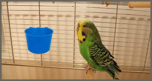 4b0d95612615ea03 20 Pack Cage Cups Birds Feeders Seed Bowl Chicken Feeding Watering Dish Rabbit Water Food Hanging Wire Cages Box 16oz Coop Cups for Pet Parrot Parakeet Gamefowl Poultry Pigeon (Large Red)