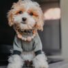 4e7976b33668e704 Knitted Dog Pajamas, Dog Clothes for Small Dogs Girl Boy, Pet Onesie with Feet, Cat Outfit, Light Grey, Small