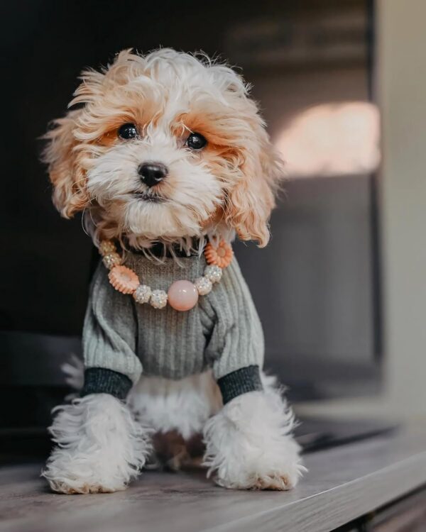 4e7976b33668e704 Knitted Dog Pajamas, Dog Clothes for Small Dogs Girl Boy, Pet Onesie with Feet, Cat Outfit, Light Grey, Small