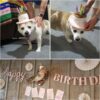 Namsan Holiday Pet Costume Cat Birthday Hat Small Dog Birthday Cake Hat Dog Birthday Party Supplies, Small