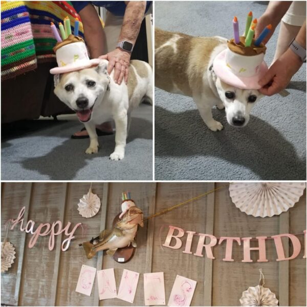 Namsan Holiday Pet Costume Cat Birthday Hat Small Dog Birthday Cake Hat Dog Birthday Party Supplies, Small
