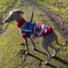 68fa5423bd07cbc0 Cute Pet Dog Sweater for Small Dogs Winter Warm Puppy Cat Clothes Dachshund Pullover Mascotas Costume Clothing roupa cachorro