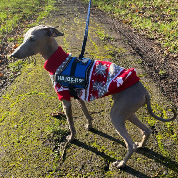 68fa5423bd07cbc0 Cute Pet Dog Sweater for Small Dogs Winter Warm Puppy Cat Clothes Dachshund Pullover Mascotas Costume Clothing roupa cachorro