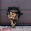 694ad66dd0eafb70 Door with 4 Way Locking for Interior & Exterior Doors Wall/Hidden Cat Litter Box Pet Lockable Safe Flap