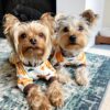 Gnome Dog Christmas Pajamas, Dog Winter Clothes for Small Dogs Girl, Lightweight Velvet Pet Jumpsuit, Cat Outfit, Black, Red, Small