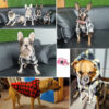 6f42a217f48a9fb7 Winter Warm Pet Clothes Soft Wool Dog Hoodies Outfit For Small Dogs Chihuahua Pug Sweater Clothing Puppy Cat Coat Jacket