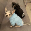 72386f31d4186b14 2021 Winter Dog Hoodies Fleece Warm Sweatshirt Small Medium Large Jacket Clothing Pet Costume Dogs Clothes
