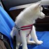 730d73388a9c0e1b Car Pet Carrying Rear Seat Cover Waterproof Anti-Dirty Anti-Scratch Protector Mat Cat Dog Safety Travel Accessories