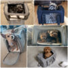 82d51f25a20925aa Carrier Bag Soft Side Backpack Cat Pet Carriers Dog Travel Bags Airline Approved Transport For Small Dogs Cats Outgoing