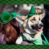 Namsan Holiday Pet Costume Cat Birthday Hat Small Dog Birthday Cake Hat Dog Birthday Party Supplies, Small