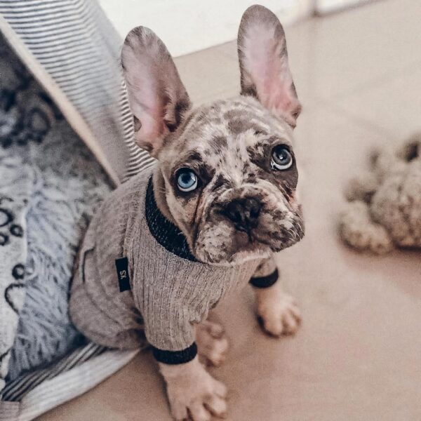 87ec1d9825a6fbc8 Knitted Dog Pajamas, Dog Clothes for Small Dogs Girl Boy, Pet Onesie with Feet, Cat Outfit, Light Grey, Small