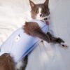 893bc4e0a785dec6 Cat Recovery Suit for Male and Female Surgical Post Surgery Soft Cone Onesie Shirt Clothes Neuter Licking Protective Diapers Outfit Cover Kitten Spay Collar(M, Grey)