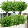 8f492387363badeb 24 Bundles Outdoor Artificial Flowers UV Resistant Fake Boxwood Plants, Faux Greenery for Indoor Outside Hanging Plants Garden Porch Window Box Home Wedding Farmhouse Décor (Magenta)