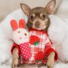 Cute Sloth Dog Pajamas, Dog Clothes for Small Dogs Boy Girl, Lightweight Velvet Pet Jumpsuit, Cat Onesie, White, Yellow, XXL