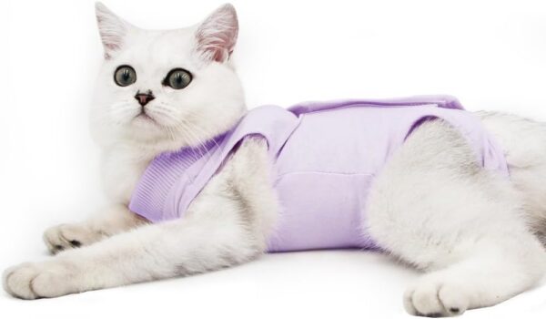 9aa0c46b88ab03cb Cat Recovery Suit for Male and Female Surgical Post Surgery Soft Cone Onesie Shirt Clothes Neuter Licking Protective Diapers Outfit Cover Kitten Spay Collar(M, Grey)