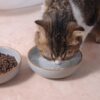 a0861eb7d12a0f55 Howise 5.3 in Ceramic Cat Bowls Set, Shallow Cat Food Bowl Small Pet Bowls Cat Dish for Food and Water, Green
