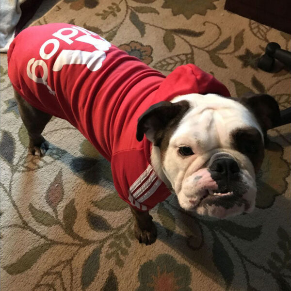 a101bb6fba4280e5 Winter Dog Clothes Adidog Sport Hoodies Sweatshirts Warm Coat Clothing for Small Medium Large Big Dogs Cat Pets Puppy Outfi