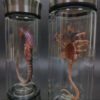 a4106fecae263663 Alien Glow Jar Xenomorph Specimen Facehugger Embryo Glass Jar Movie Prop Replica Home Decor Desktop Crafts Sculpture Decoration
