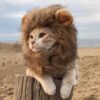 Namsan Holiday Pet Costume Cat Birthday Hat Small Dog Birthday Cake Hat Dog Birthday Party Supplies, Small