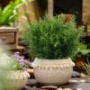 b9089f64634534e3 Artificial Plants Flowers Grass Shrubs 8 Pack No Fade Faux Plastic Flowers Outdoor for Farmhouse Garden Porch Patio Indoor Wedding Decoration Greenery Fake Plants uv Resistant