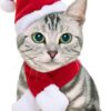 Namsan Holiday Pet Costume Cat Birthday Hat Small Dog Birthday Cake Hat Dog Birthday Party Supplies, Small
