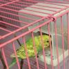 c80713bd5e60dc3d Hypeety Bird Parrot Feeding Double Cups Stainless Steel Food Water Bowls with Clip Bird Seed Feeder Cups Hanging Bowl Cage Stand Accessories