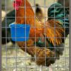 c81520048729dd87 20 Pack Cage Cups Birds Feeders Seed Bowl Chicken Feeding Watering Dish Rabbit Water Food Hanging Wire Cages Box 16oz Coop Cups for Pet Parrot Parakeet Gamefowl Poultry Pigeon (Large Red)