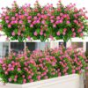 c831d3f84ef89cdf 24 Bundles Outdoor Artificial Flowers UV Resistant Fake Boxwood Plants, Faux Greenery for Indoor Outside Hanging Plants Garden Porch Window Box Home Wedding Farmhouse Décor (Magenta)