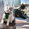 cd2f981ba072ef06 Cat Harness and Leash Set for Walking Escape Proof, Kitten Adjustable Small Large Lightweight Soft Vest Harness and Leash(Medium, Green)