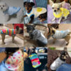 da7eb2b051461c59 Pet for Small Warm Winter Dog Coat Cotton Fleece Puppy Clothes Clothing French Bulldog Chihuahua XXS-XL