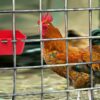e09c413d2312753d 20 Pack Cage Cups Birds Feeders Seed Bowl Chicken Feeding Watering Dish Rabbit Water Food Hanging Wire Cages Box 16oz Coop Cups for Pet Parrot Parakeet Gamefowl Poultry Pigeon (Large Red)