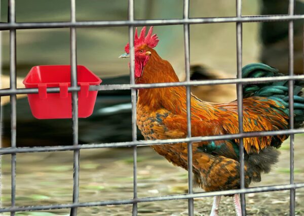 e09c413d2312753d 20 Pack Cage Cups Birds Feeders Seed Bowl Chicken Feeding Watering Dish Rabbit Water Food Hanging Wire Cages Box 16oz Coop Cups for Pet Parrot Parakeet Gamefowl Poultry Pigeon (Large Red)