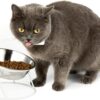 e6309c6ffadcff69 Yangbaga Raised Cat Food & Water Bowl, 4.96 in High Cat Food Bowl for Indoor Cats, Reduce Neck Burden & Easy to Clean