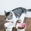e733242e2288966b AISBUGUR Ceramic Cat Bowls Set of 2, Elevated 15 Tilted Design for Indoor Cats, Large Capacity, Easy to Clean, Non-Slip Base, Cute Pattern, Blue