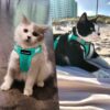e8486d7ce5891d51 Cat Harness and Leash Set for Walking Escape Proof, Kitten Adjustable Small Large Lightweight Soft Vest Harness and Leash(Medium, Green)