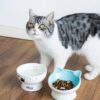 ec5732baedfe775f AISBUGUR Ceramic Cat Bowls Set of 2, Elevated 15 Tilted Design for Indoor Cats, Large Capacity, Easy to Clean, Non-Slip Base, Cute Pattern, Blue
