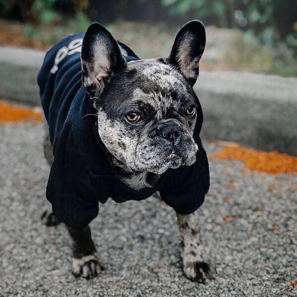 efe9f4a23977be7f Pet Hoodies Adidog Clothes For Small Dogs Puppy Jacket Sweatshirt Coat Labrador Costume Autumn Winter Keep Warm Pets Clothing