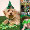 Namsan Holiday Pet Costume Cat Birthday Hat Small Dog Birthday Cake Hat Dog Birthday Party Supplies, Small